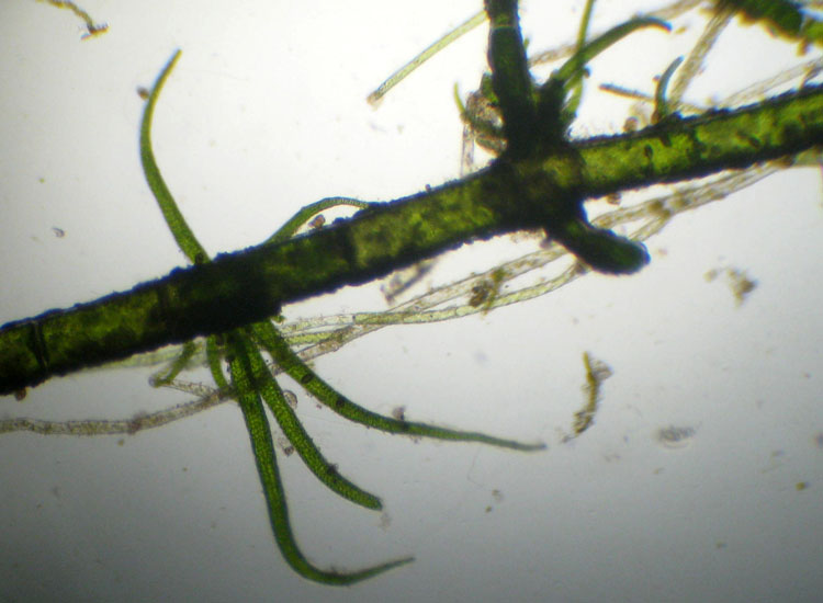 Microscopia salata